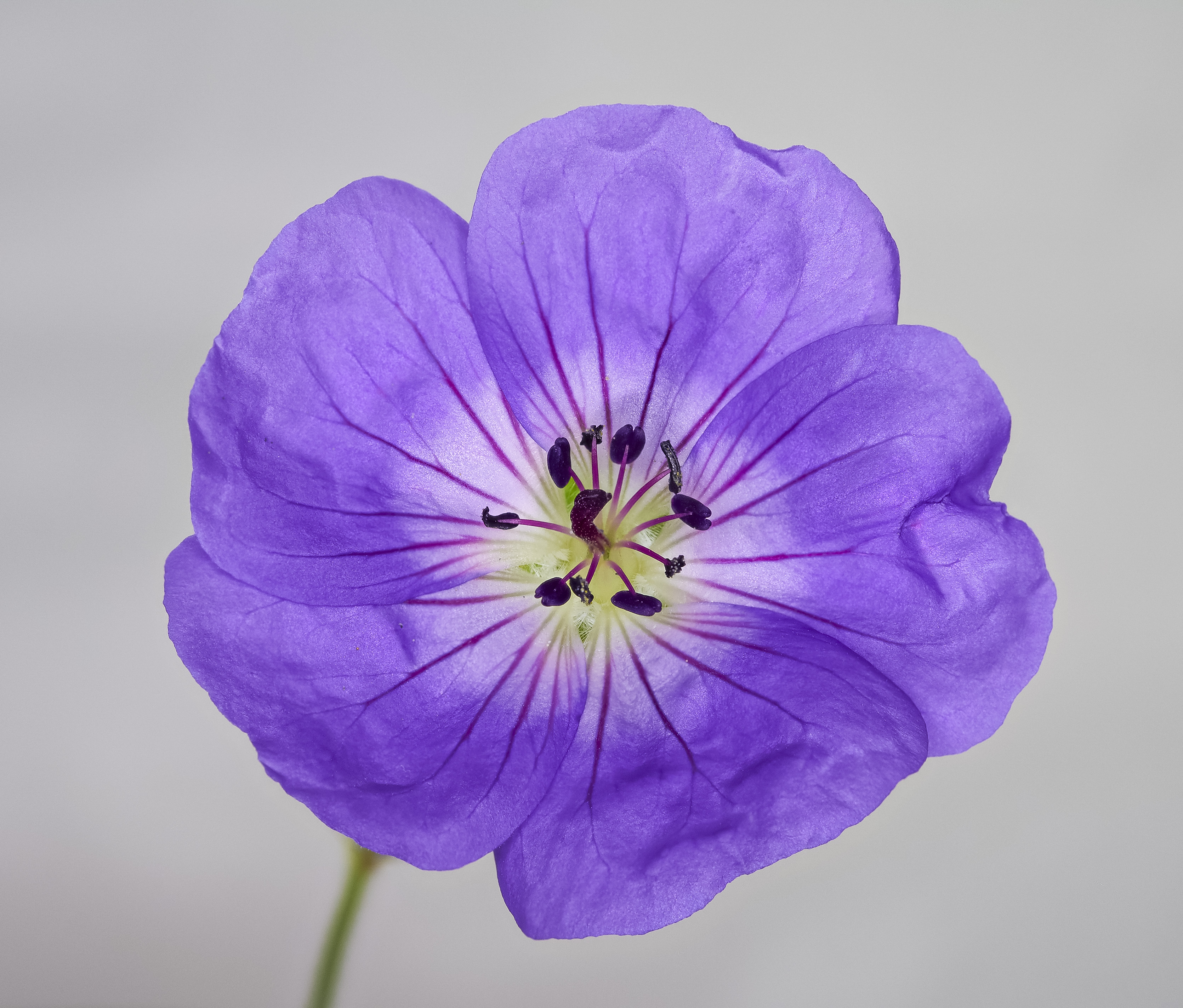 File:Geranium violet-blauw.jpg Wikimedia Commons