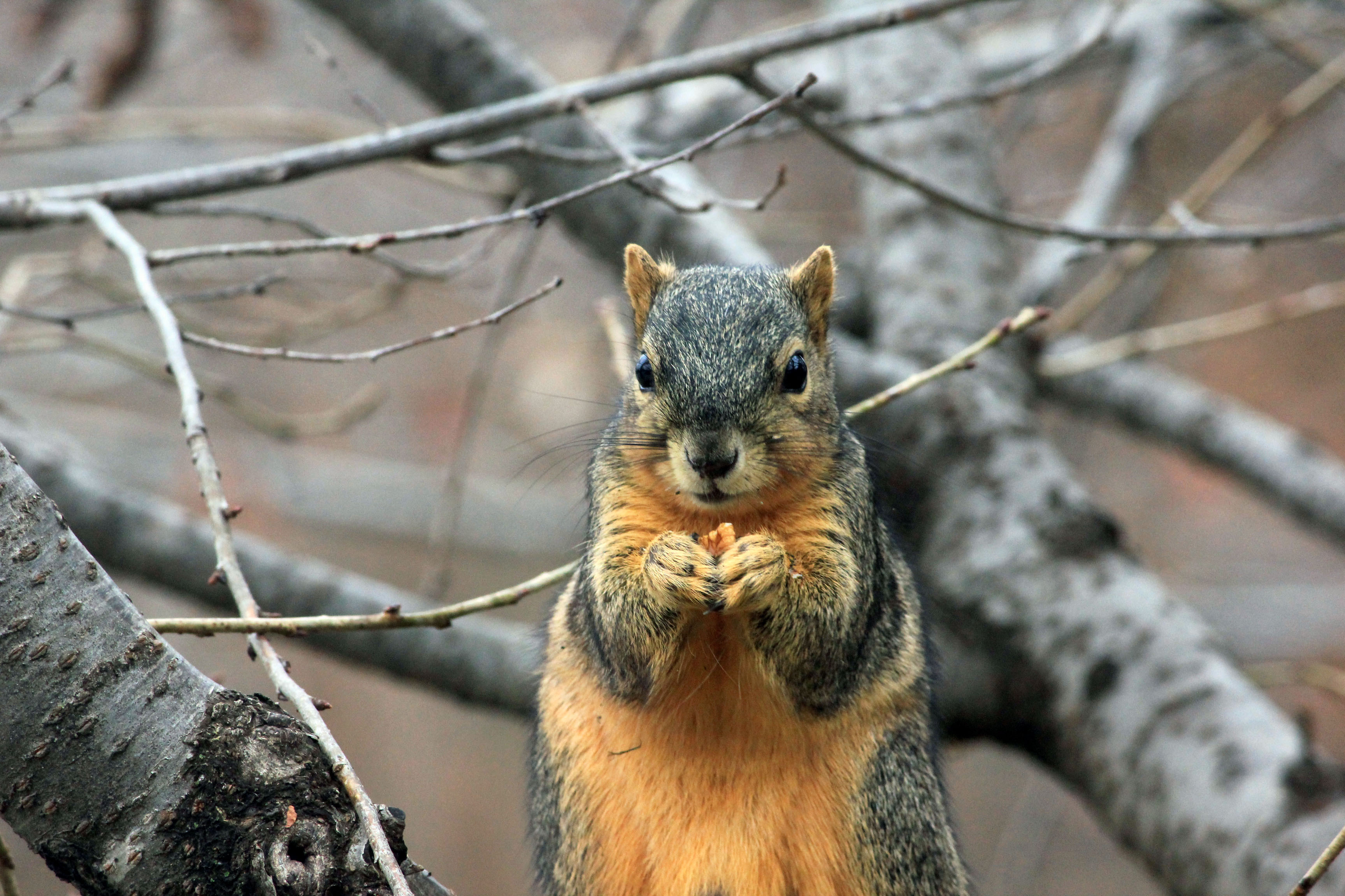 what do squirrels eat besides nuts