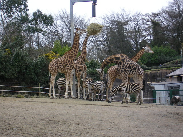 File:Giraffes and Zebras of Belfast Zoo - geograph.org.uk - 155035.jpg