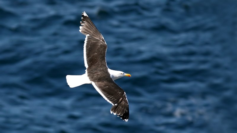 File:Great Black-backed Gull (Larus marinus) (1).jpg