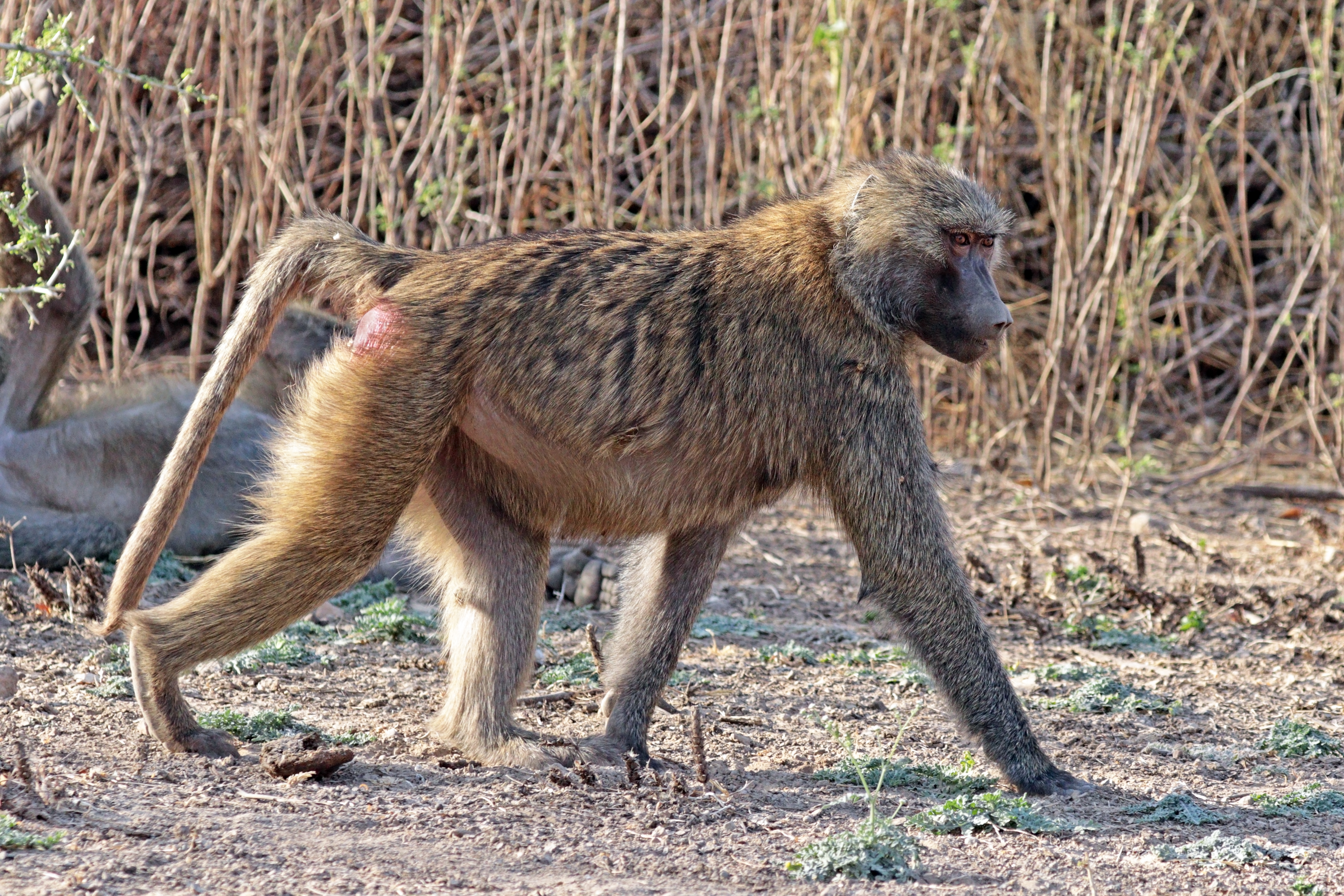 Hamadryas baboon - Wikipedia