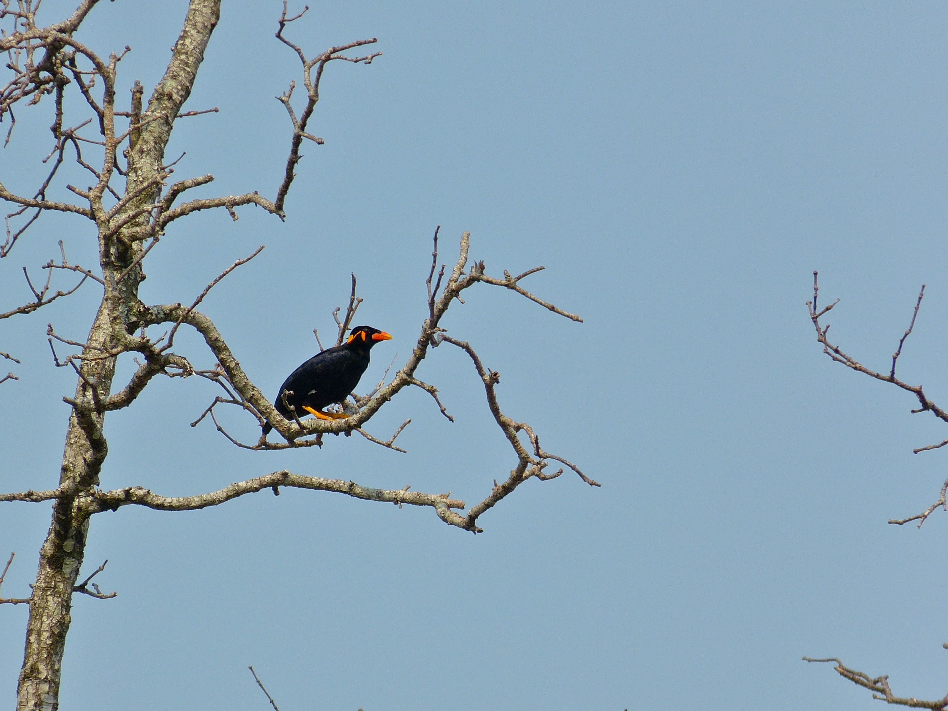 Hill Mynah (Gracula religiosa) (8064115088).jpg