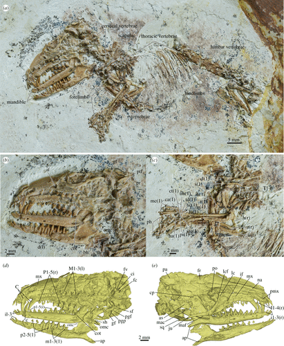 File:Holotype specimen of Cokotherium jiufotangensis.gif