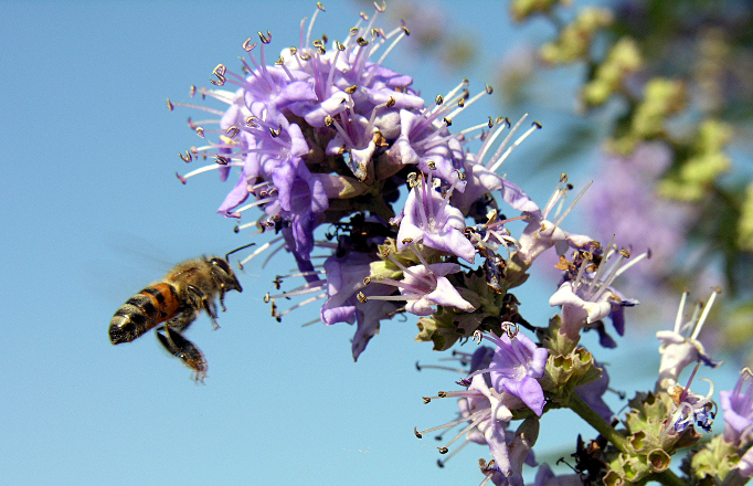 File:Honeybee at Butterfly Bush (17193579).jpg