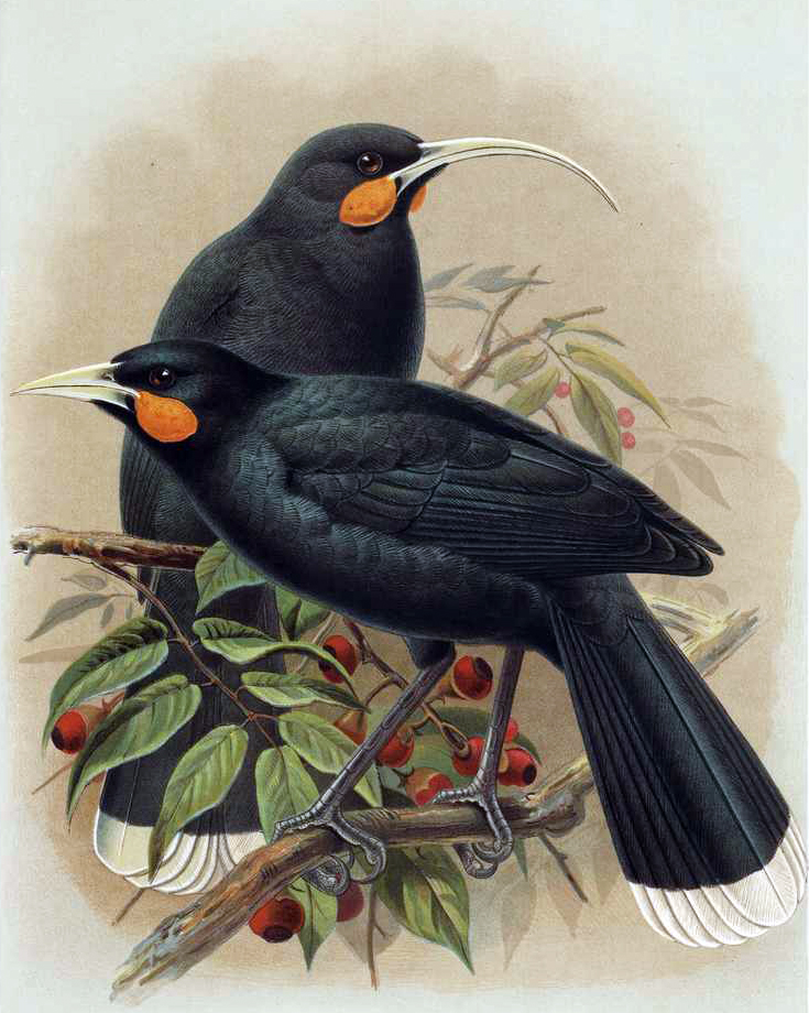 Illustration of female and male Huia on a tree branch