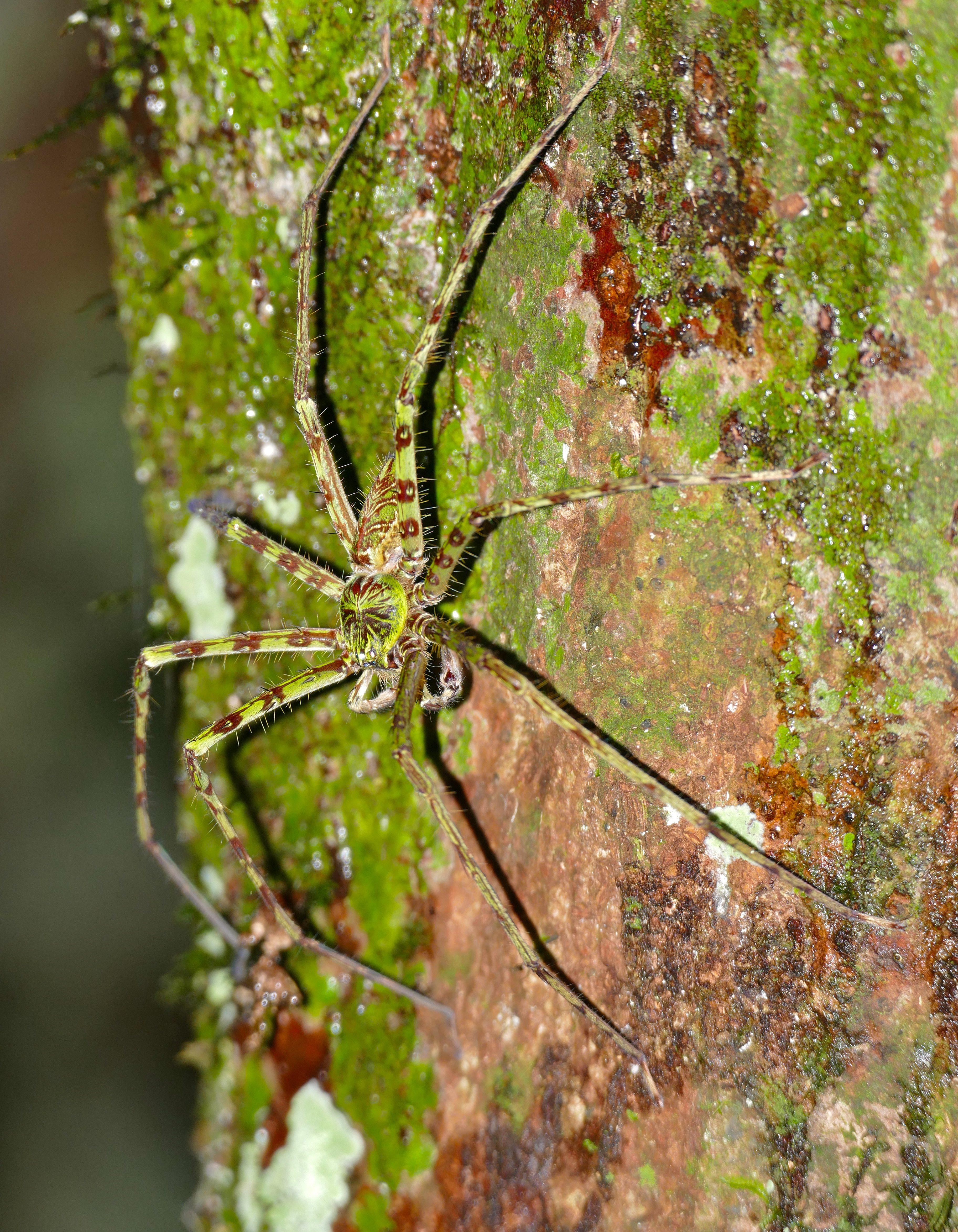 Huntsman Spider (Heteropoda boiei) (23128661669).jpg