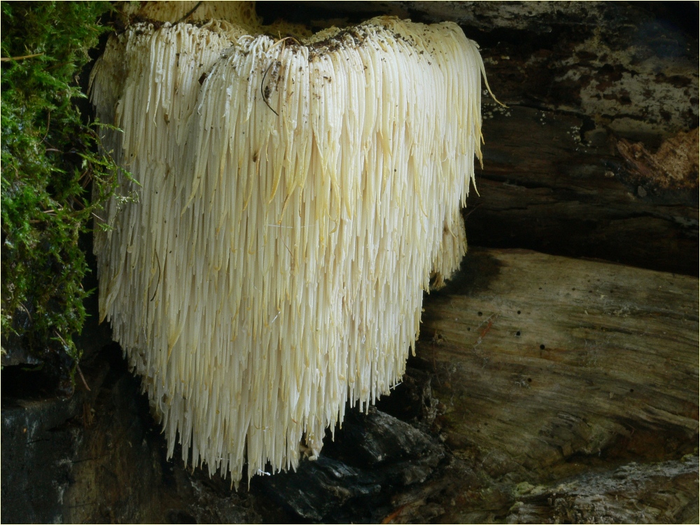 Hericium erinaceus - also called lion's mane mushroom