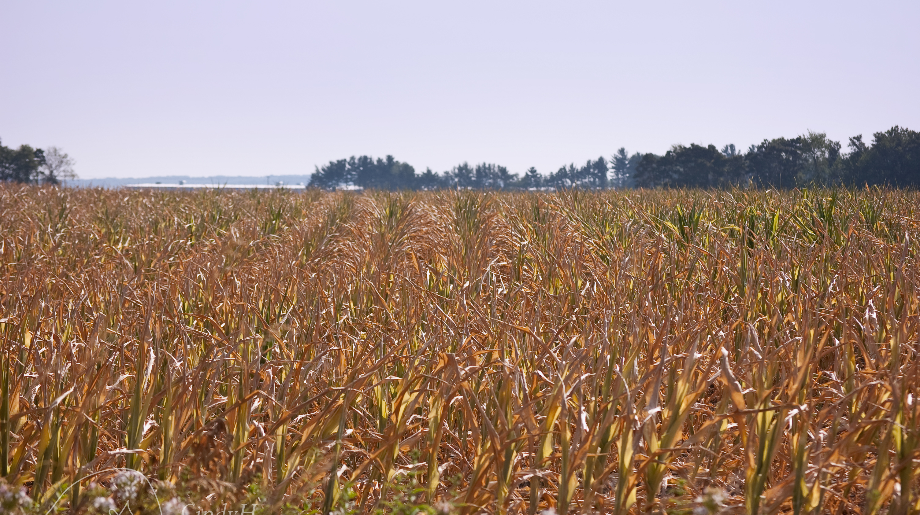 Field description. Crops fail.