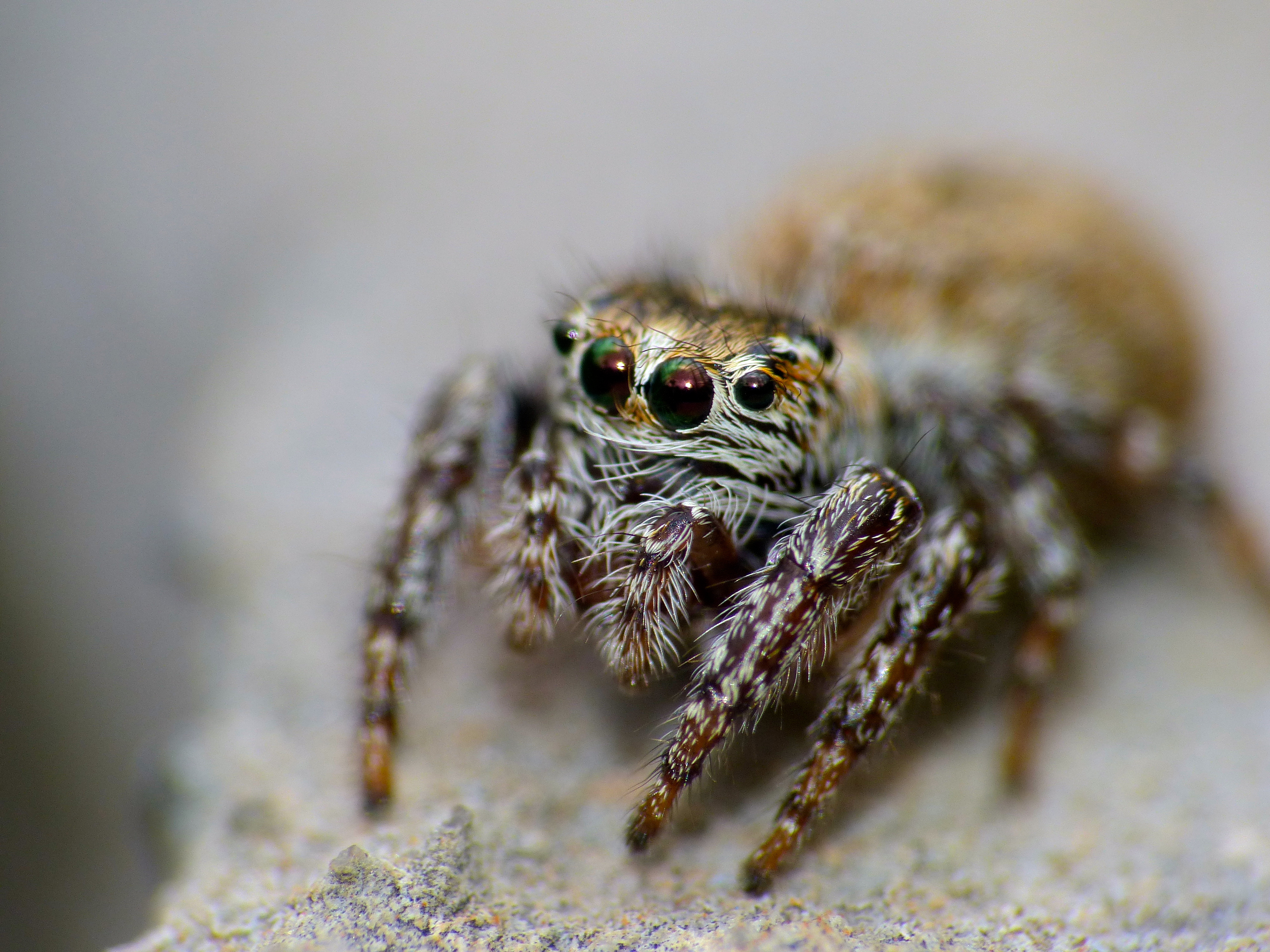 Jumping Spider (Salticidae) (14358623894).jpg