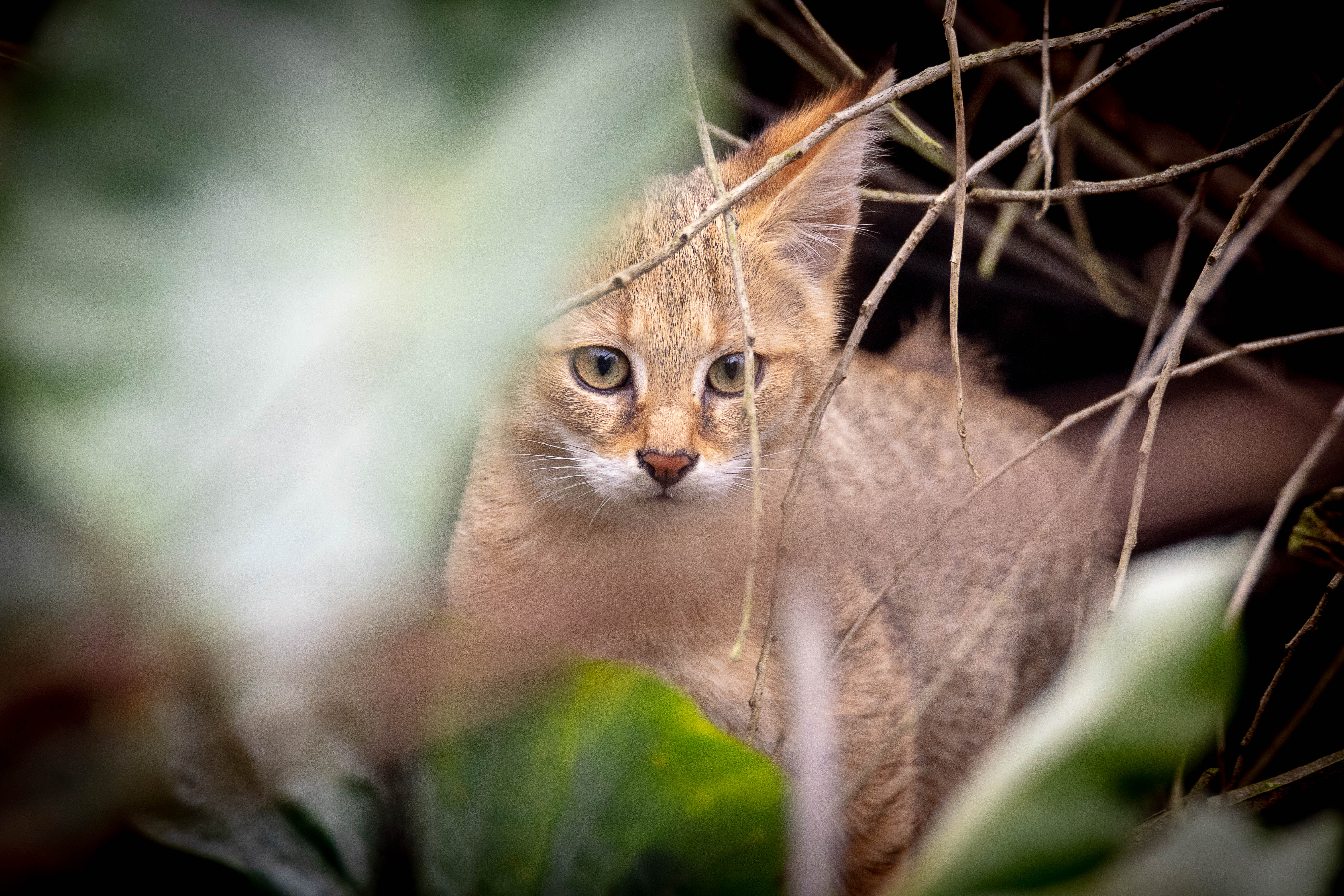 Jungle cat - Wikipedia