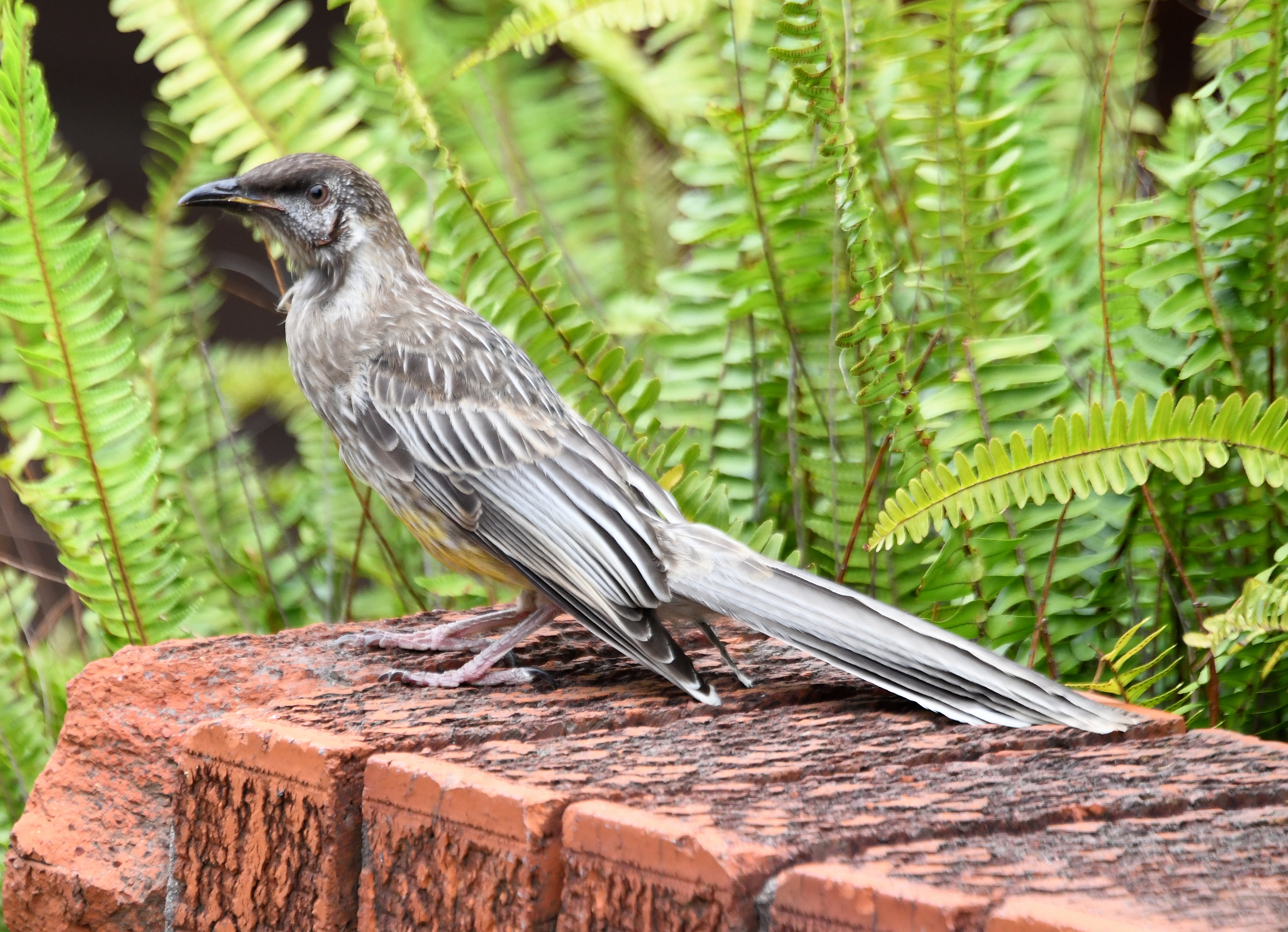 melodi dybt annoncere File:Juvenile red wattlebird 002a.jpg - Wikimedia Commons