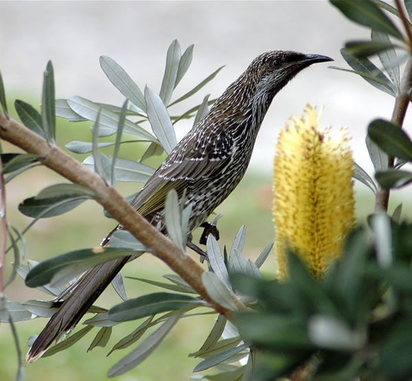 File:Littlewattlebird2.jpg