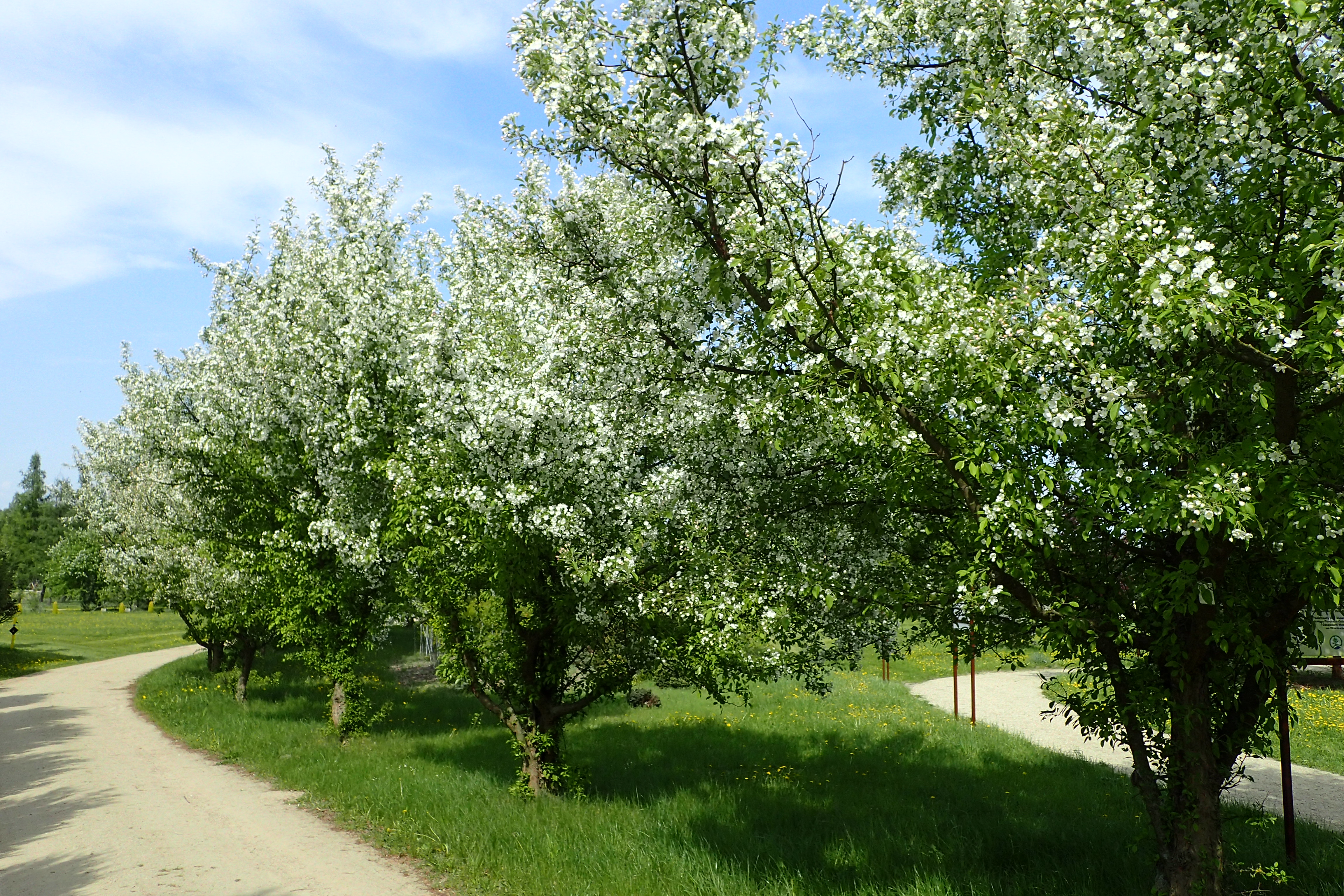 Яблоня флорибунда. Malus floribunda. Malus floribunda Bush. Malus chamardabanica.