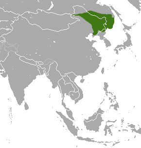 manchurian plain location