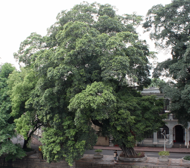 File:Netrider-Ficus microcarpa 1.jpg