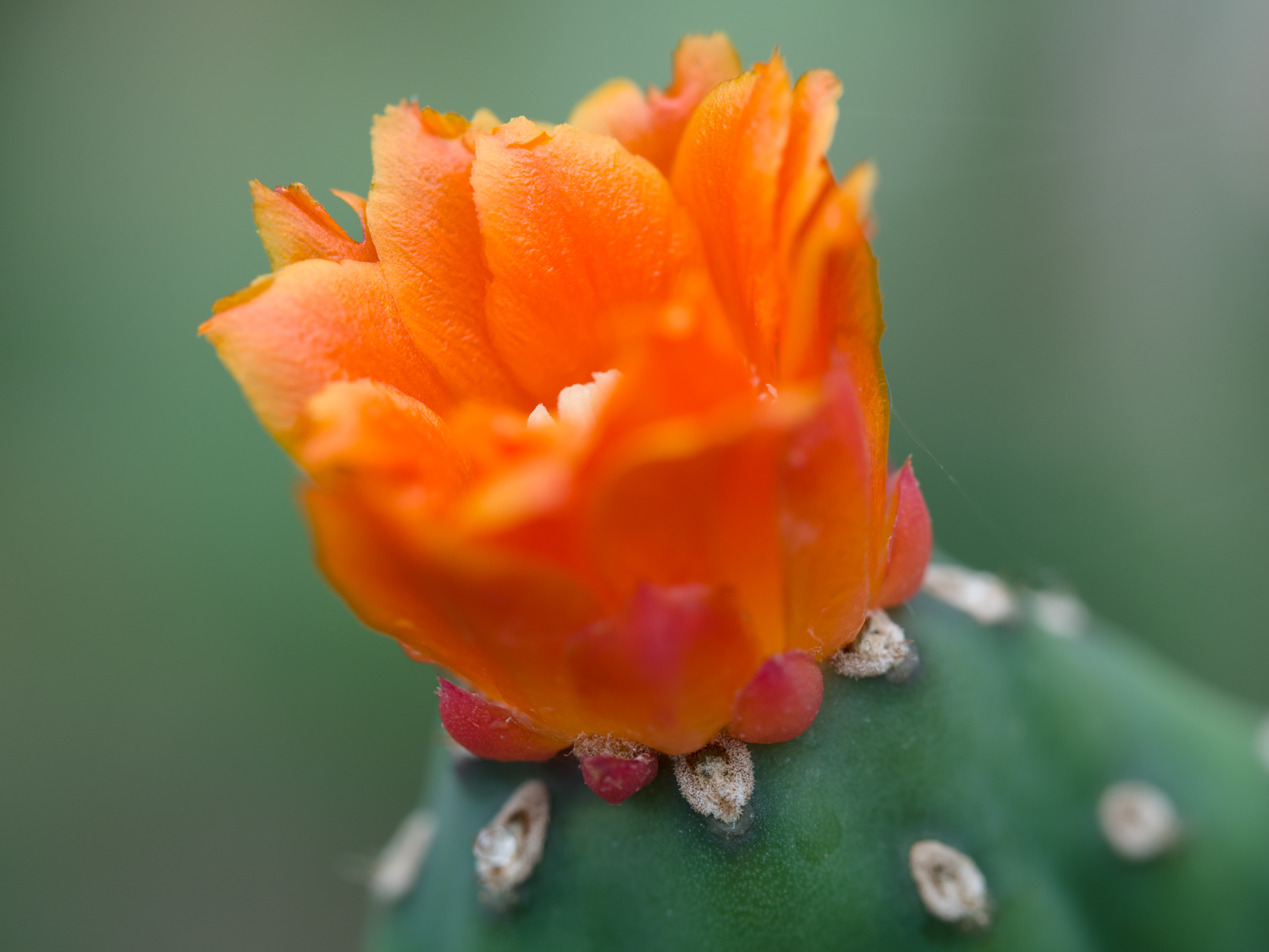 orange cactus flower