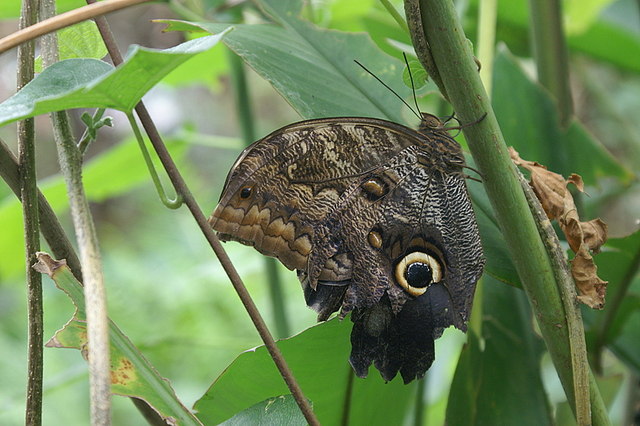 File:Caligo sp.jpg - Wikimedia Commons