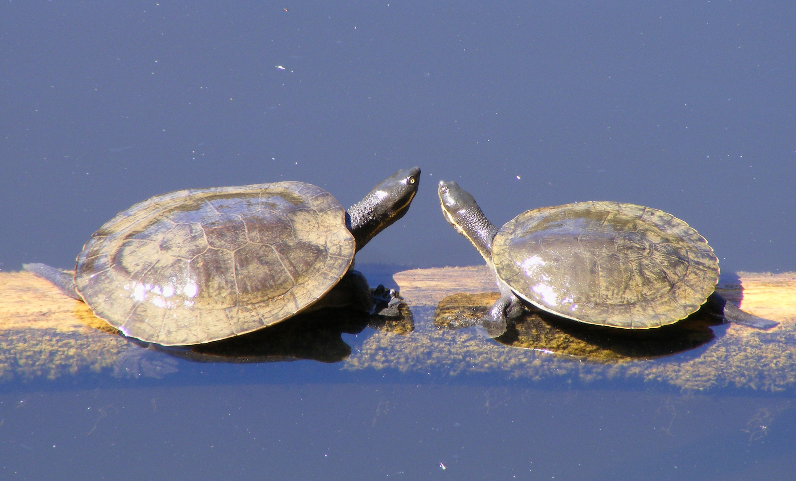 Mitogenomics of historical type specimens of Australasian turtles:  clarification of taxonomic confusion and old mitochondrial introgression