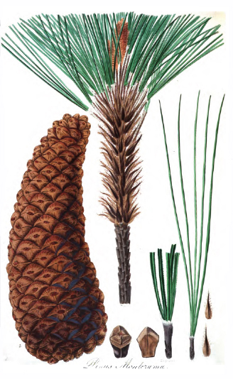File:Pinus montesumae tab22 2.jpg