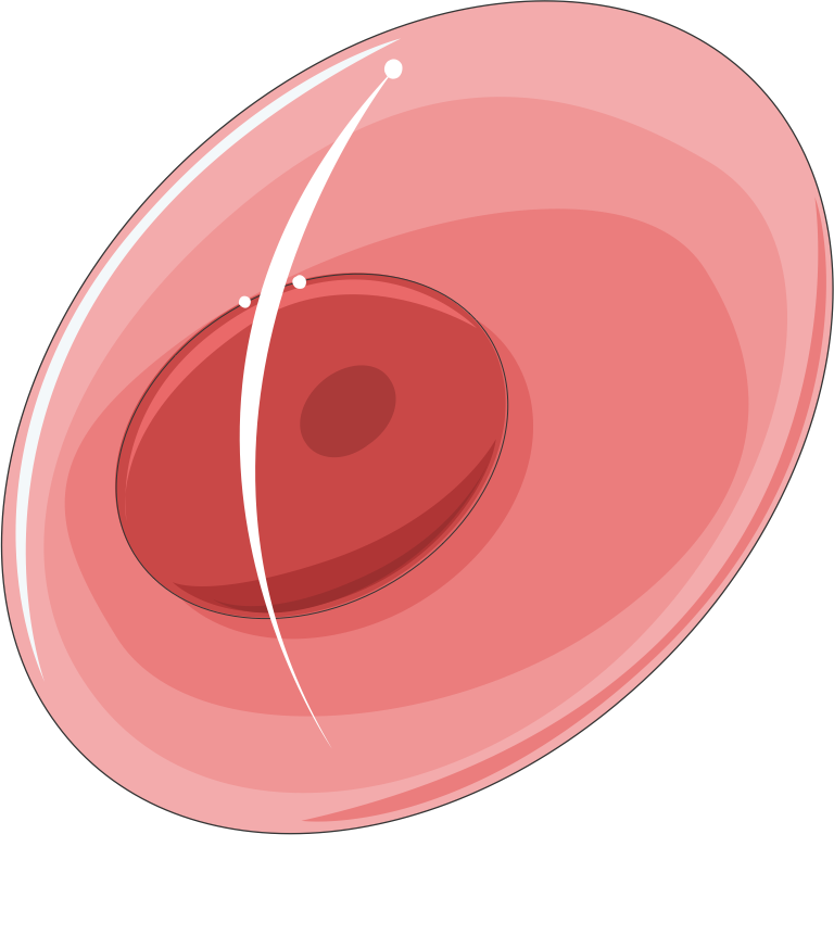 male gamete