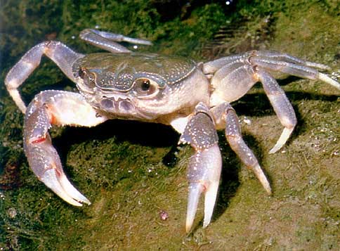 giant freshwater crab