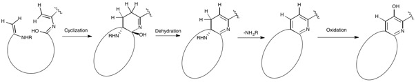 Nosiheptide intermediate diels-alder type cyclization and aromatization Pyridine formation.jpg