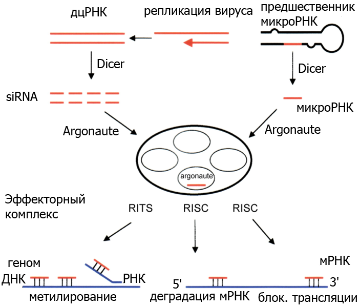 File:RNAi-simplified-rus.png