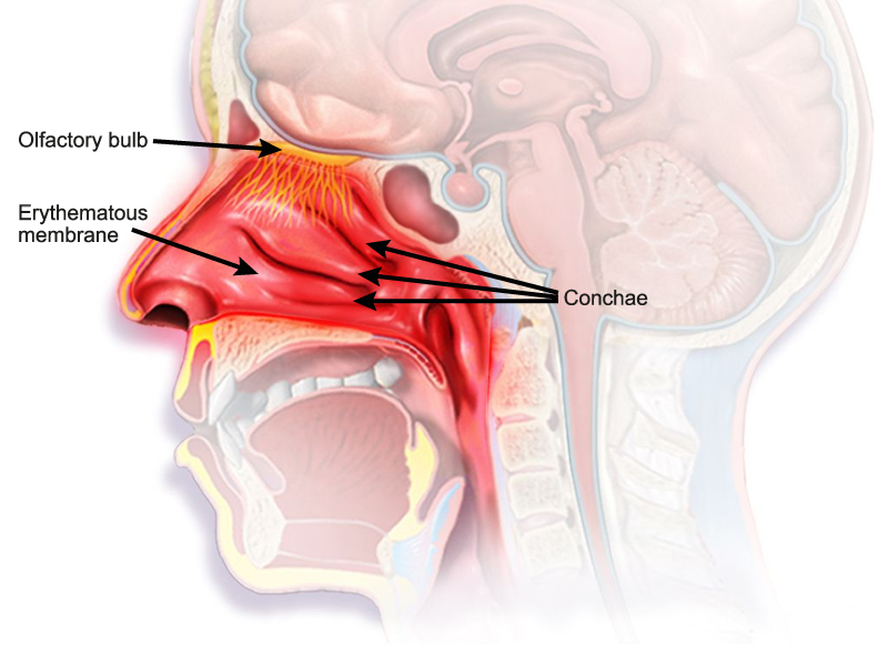 Nasal