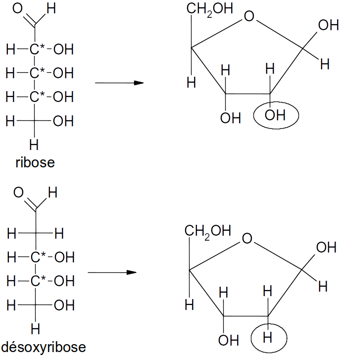 Ribose et désoxyribose