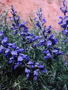 <i>Sophora stenophylla</i> Species of legume