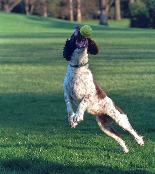 what dogs like to play fetch