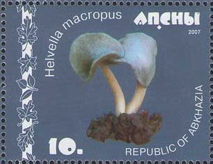 File:Stamp of Abkhazia - 2007 - Colnect 1008473 - Helvella macropus.jpeg