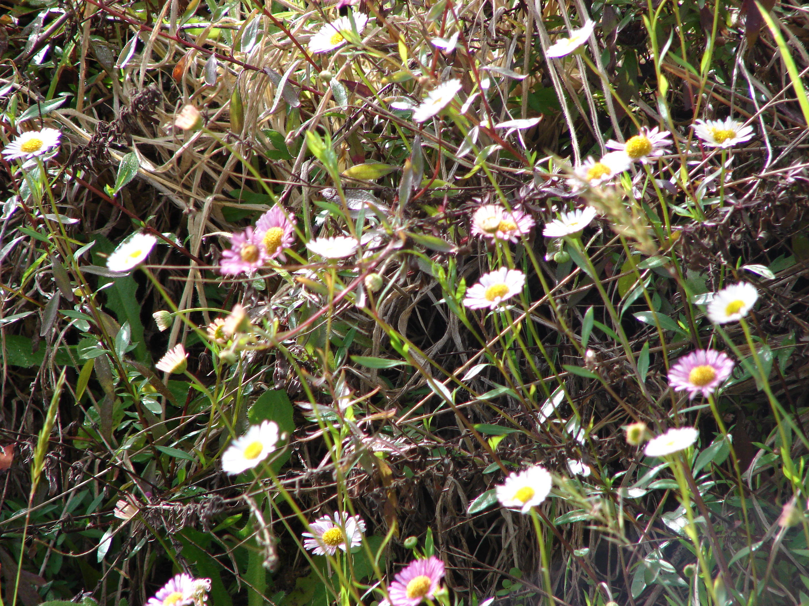 Erigeron macranthus Clear Blue русское название