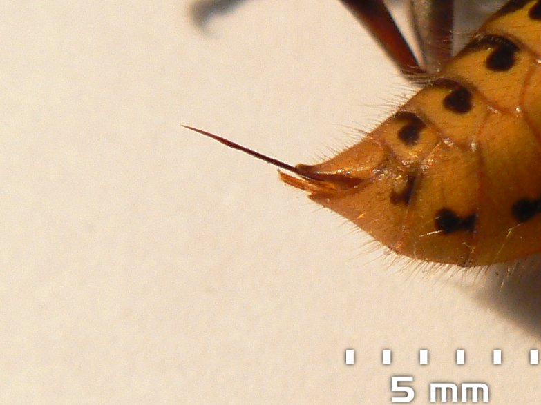 File:Stinger of an european hornet.jpg