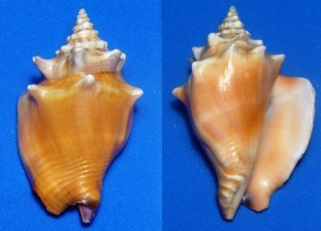 File:Strombus pugilis.JPG