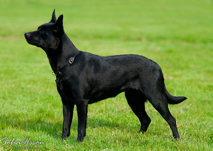 File:Svart kelpie.png