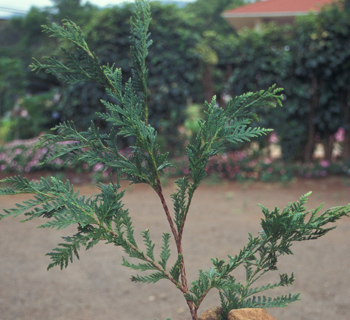 Thuja_occidentalis-01.jpg