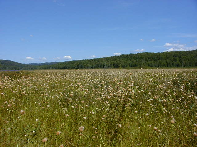 File:Umbagog National Wildlife Refuge - Cottongrass in Harper's Meadow (4752236396).jpg