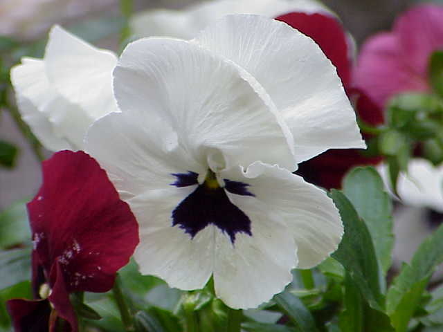 File:Viola tricolor2.jpg