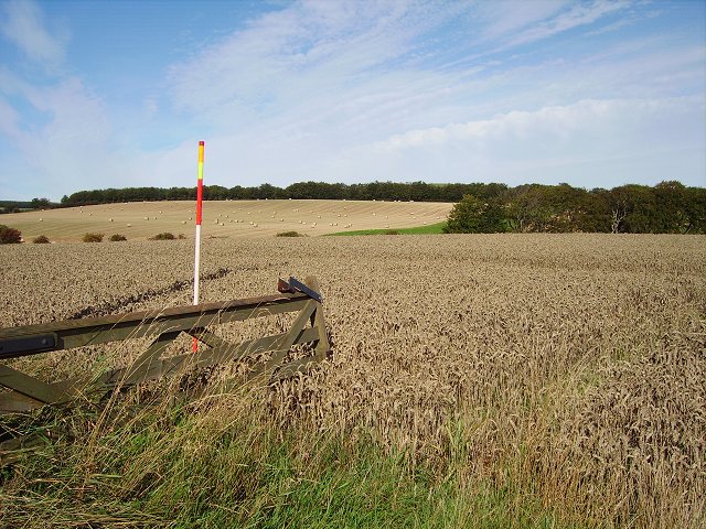 File:Wheat field, Burnfoot - geograph.org.uk - 242514.jpg