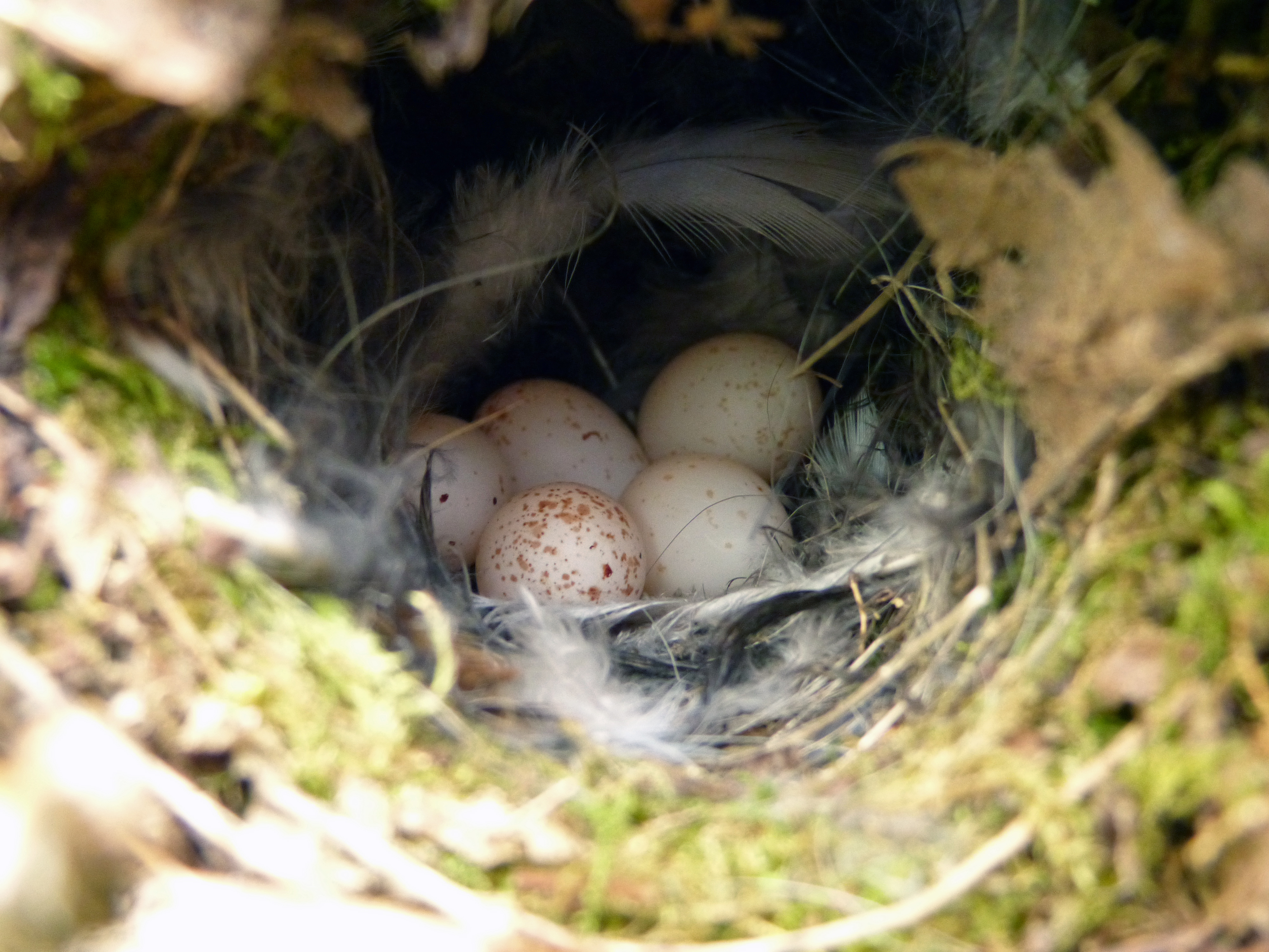 Deter predators from accessing bird nests
