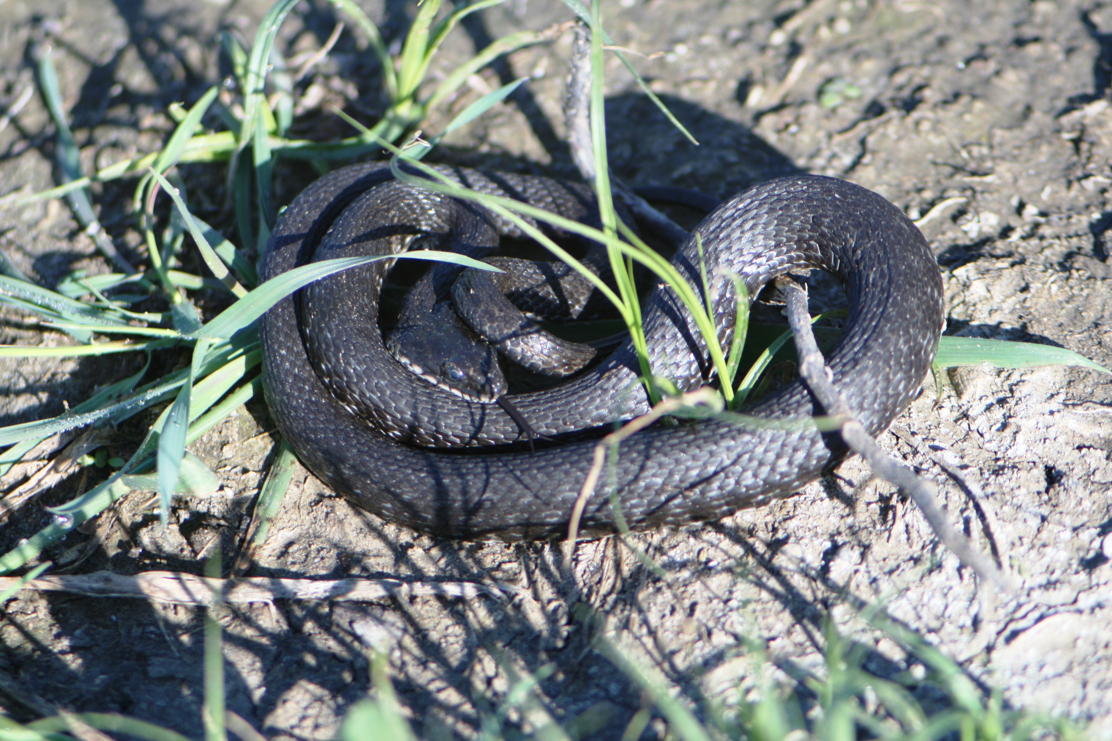 Водяной уж (Natrix tessellata)