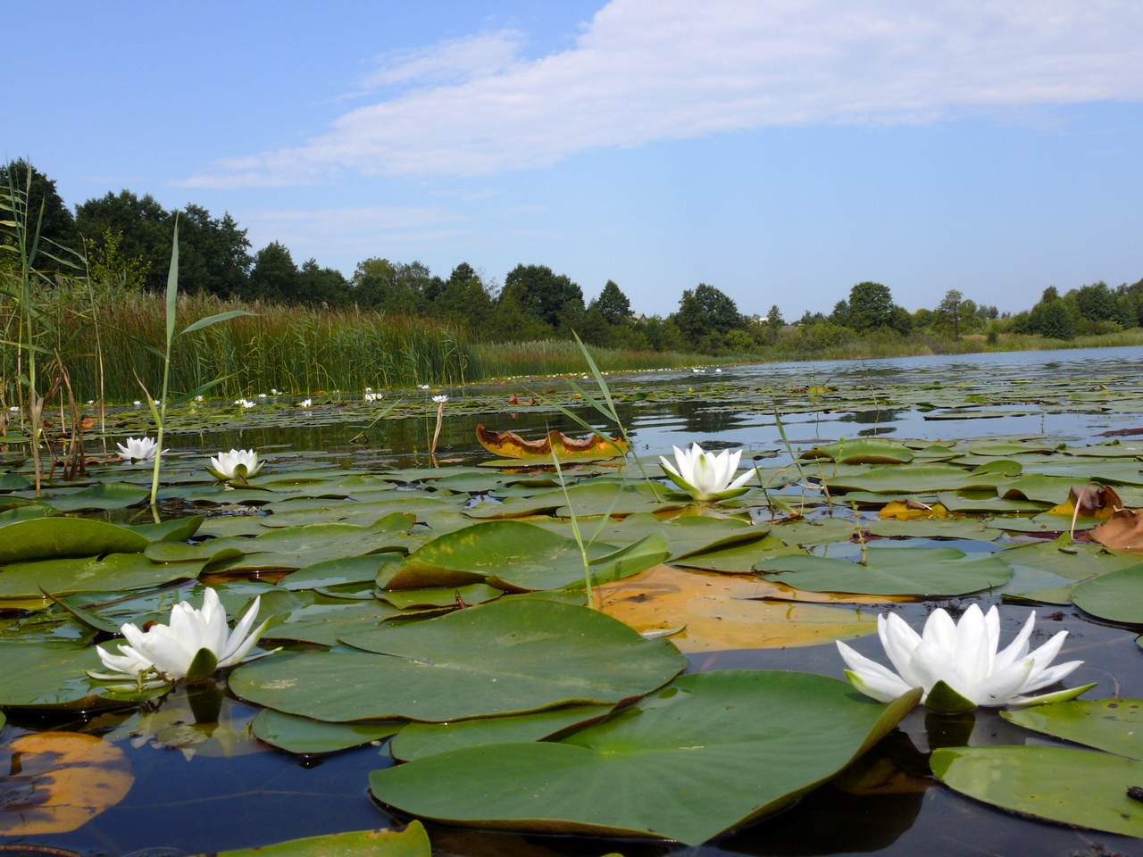 Кувшинки на реке фото