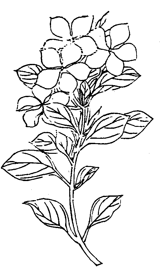 File 植物名實圖考 長春花 Jpg Wikimedia Commons
