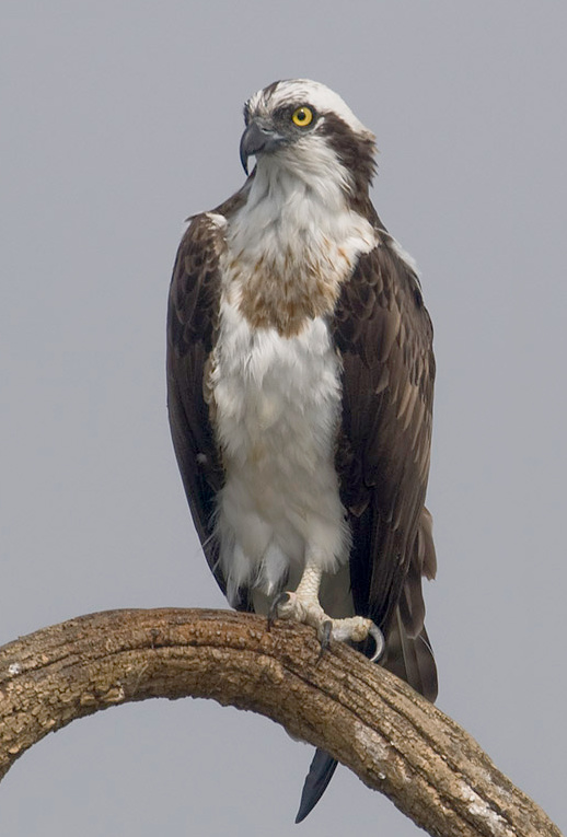 Osprey - Wikipedia