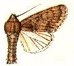 Acronicta centralis.JPG