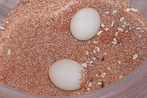 File:An egg.png - Wikimedia Commons