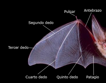 File:Ala de murciélago (morfología).jpg