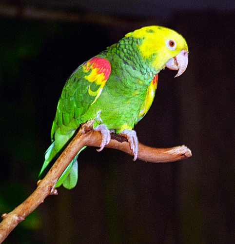 File:Amazona oratrix -Vancouver Aquarium-3.jpg