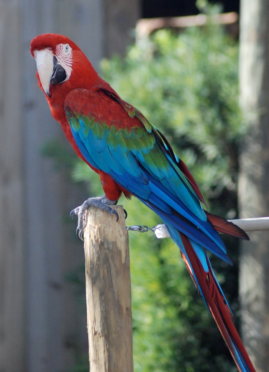 se isolation skade File:Ara chloroptera -Gatorland-6.jpg - Wikimedia Commons